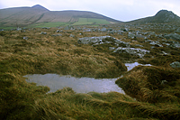 Bogland