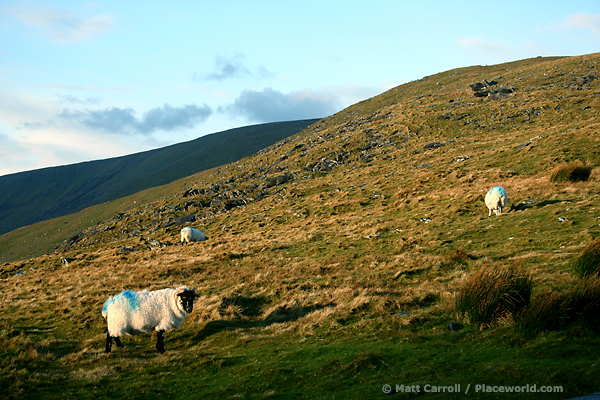 blue sheep