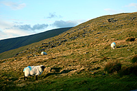 Blue sheep