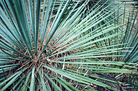 Mountain Urchin