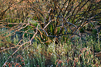 click to enlarge