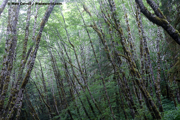Cathedral Trees