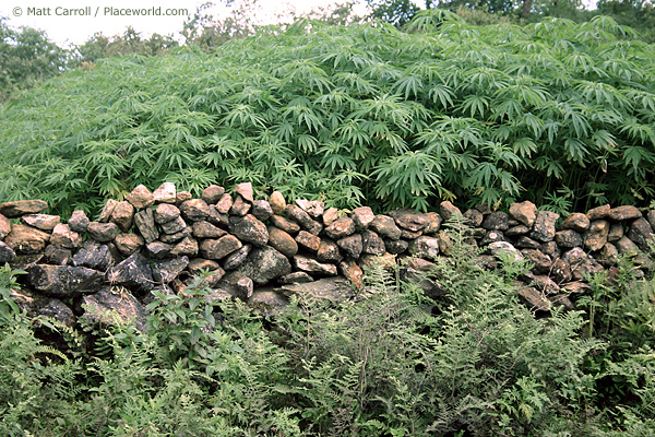 8164-cannabis