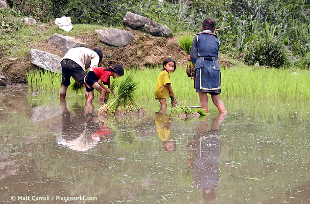 The Whole Family Planting Rice