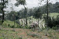 click to enlarge