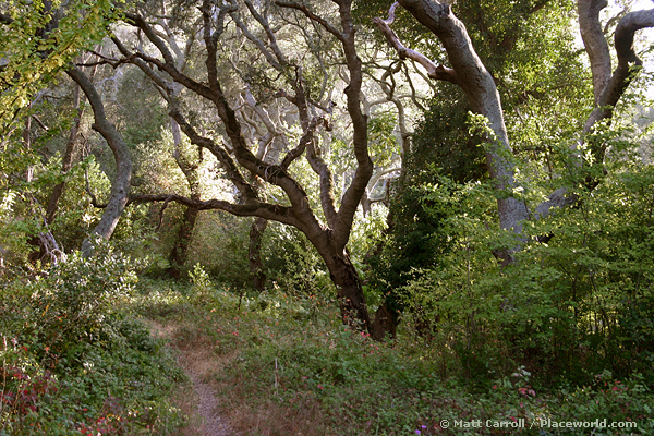 live oak forest