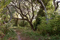 Live Oak Forest