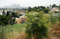 Wild fennel and June Gloom
