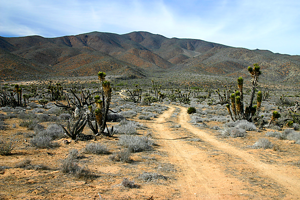 road leading toward mountain range