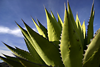 Coastal Agave (Shaw's Century Plant)