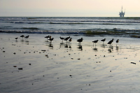 Sandpipers with drilling platform