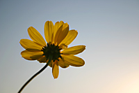 California bush sunflower (Encelia californica), Crystal Cove State Park