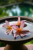 Frangipani flower in cup near Ubud, Bali, Indonesia