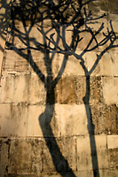 Frangipani tree shadow near Ubud, Bali, Indonesia