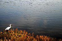 Snowy egret (Egretta thula), Bolsa Chica Ecological Reserve, California