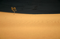 Mesquite Tree in Sand Dunes