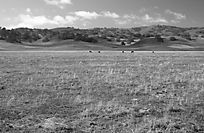 Cattle Grazing on San Andreas Fault, Cholame Valley, California