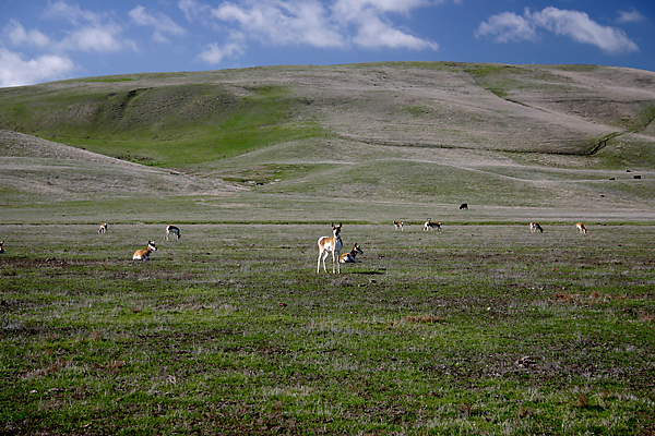 Pronghorn - Antilocapra americana