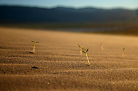 Dune Sprouts