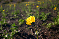 One Desert Sunflower - Geraea canescens