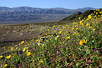 Wildflowers in the Mojave Desert