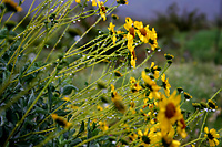 Brittlebush in Rain