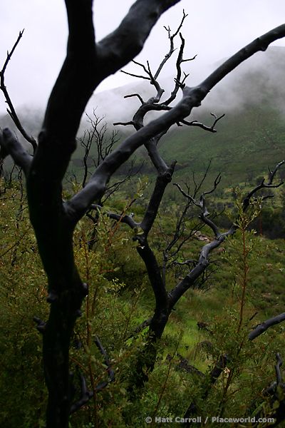 burnt trees in green canyon