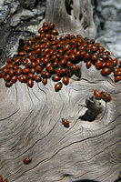 Ladybug Mating Season