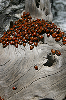 Ladybug orgy