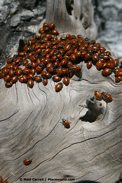 ladybugs converging to mate on a dead log in the San Gabriel Mountains - Hippodamia convergens