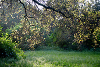 Coast Live Oak in Orange County