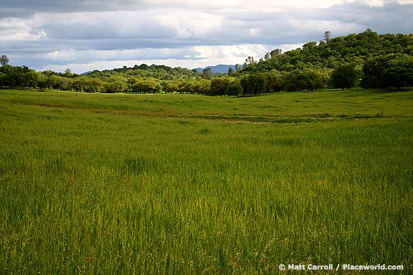 green, oak-studded countryside
