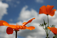 California Poppies