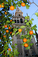 Giralda from Patio de los Naranjos