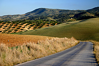 Olive Orchard and Pasture in Cadiz Province