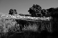 Sheep in the Cádiz countryside