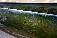 San Gabriel River #1